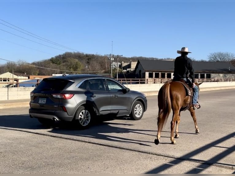 American Quarter Horse Stute 5 Jahre 155 cm Rotfuchs in Cannon Falls, MN