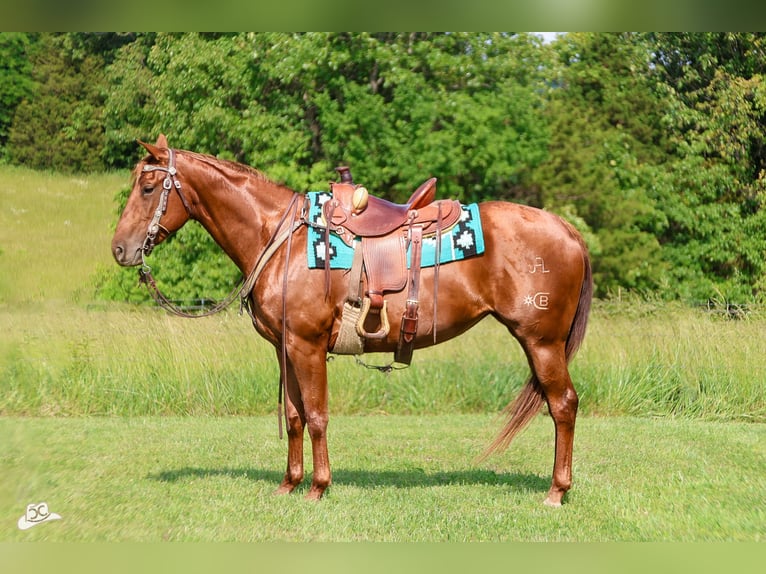 American Quarter Horse Stute 5 Jahre 155 cm Rotfuchs in Lebanon, MO