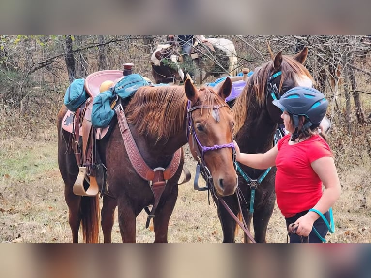 American Quarter Horse Stute 5 Jahre 155 cm Rotfuchs in Lebanon, MO