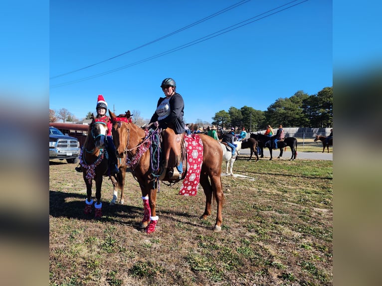 American Quarter Horse Stute 5 Jahre 155 cm Rotfuchs in Lebanon, MO