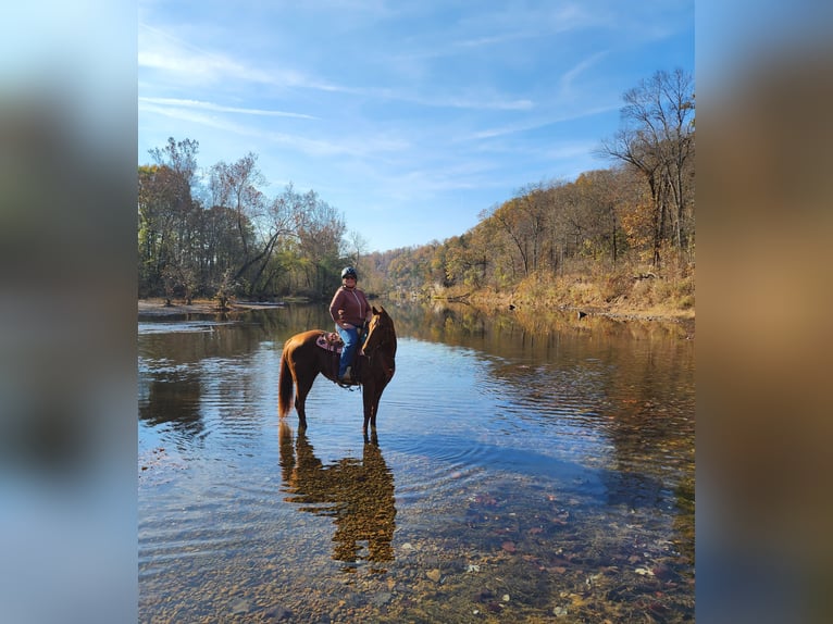 American Quarter Horse Stute 5 Jahre 155 cm Rotfuchs in Lebanon, MO