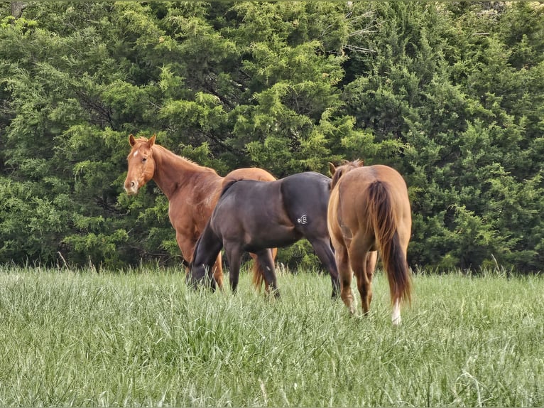 American Quarter Horse Stute 5 Jahre 155 cm Rotfuchs in Lebanon, MO