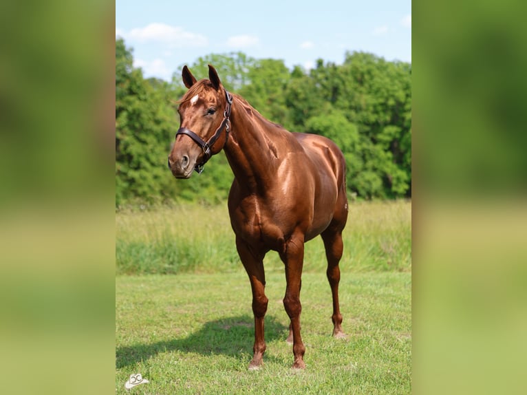 American Quarter Horse Stute 5 Jahre 155 cm Rotfuchs in Lebanon, MO