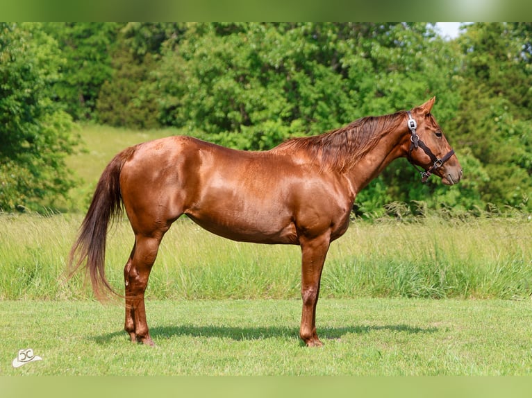 American Quarter Horse Stute 5 Jahre 155 cm Rotfuchs in Lebanon, MO