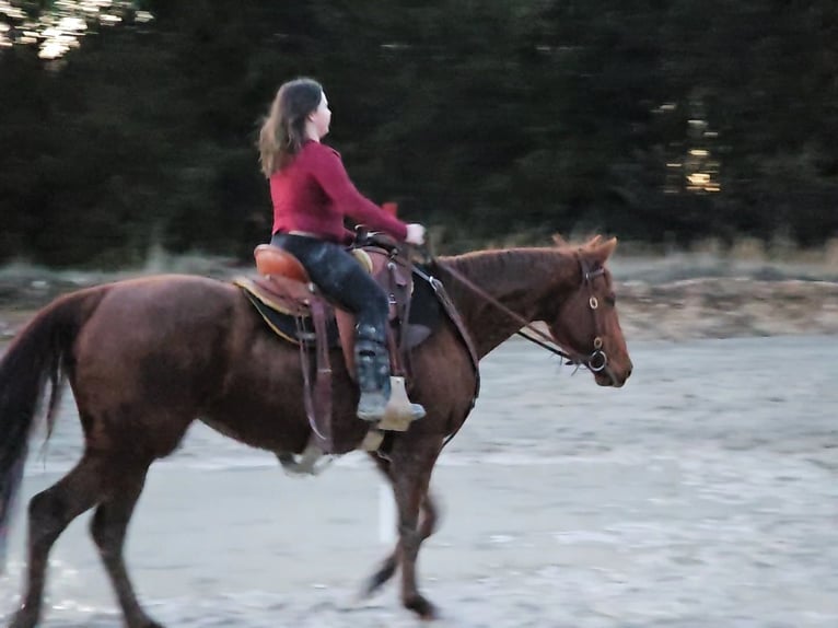 American Quarter Horse Stute 5 Jahre 155 cm Rotfuchs in Lebanon, MO
