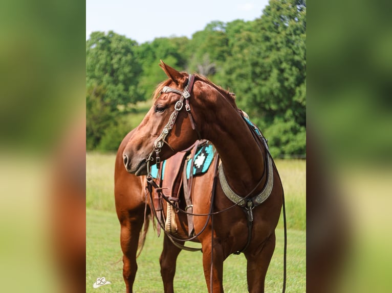 American Quarter Horse Stute 5 Jahre 155 cm Rotfuchs in Lebanon, MO