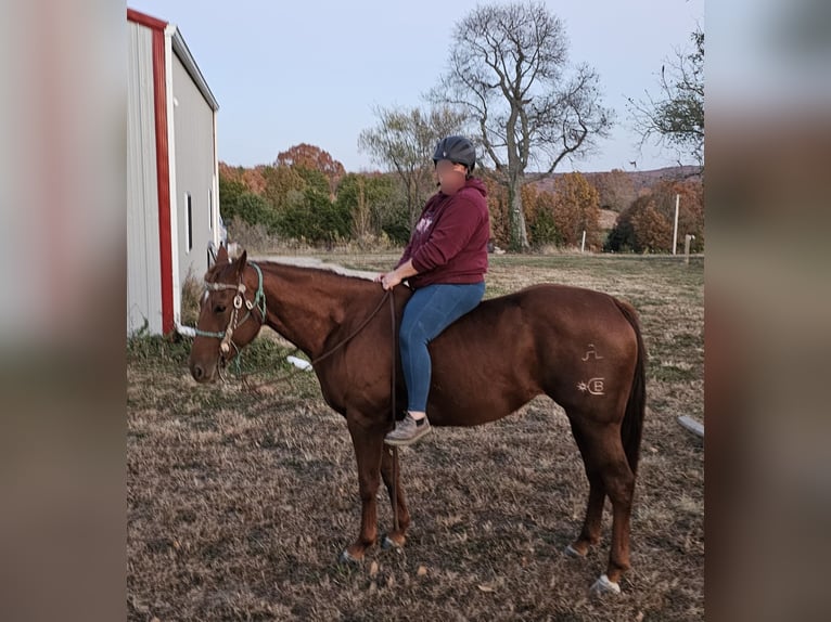 American Quarter Horse Stute 5 Jahre 155 cm Rotfuchs in Lebanon, MO