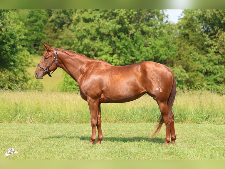 American Quarter Horse Stute 5 Jahre 155 cm Rotfuchs in Lebanon, MO