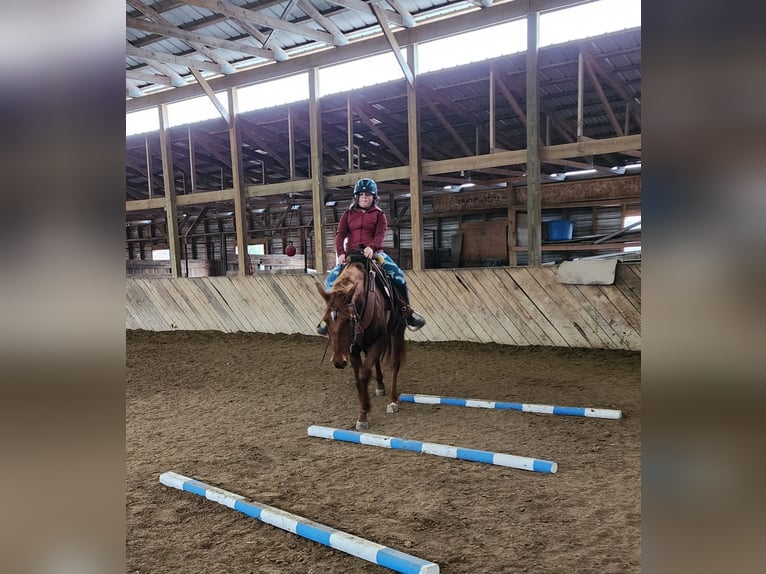 American Quarter Horse Stute 5 Jahre 155 cm Rotfuchs in Lebanon, MO