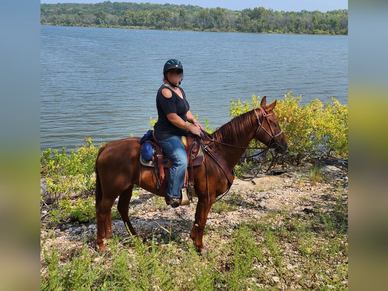 American Quarter Horse Stute 5 Jahre 155 cm Rotfuchs in Lebanon, MO