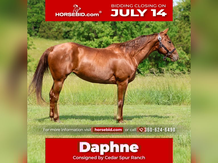 American Quarter Horse Stute 5 Jahre 155 cm Rotfuchs in Lebanon, MO