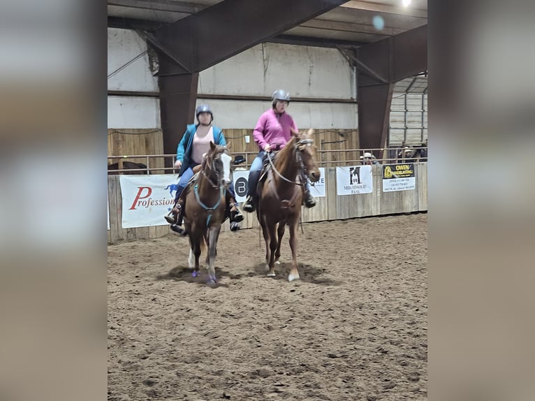 American Quarter Horse Stute 5 Jahre 155 cm Rotfuchs in Lebanon, MO
