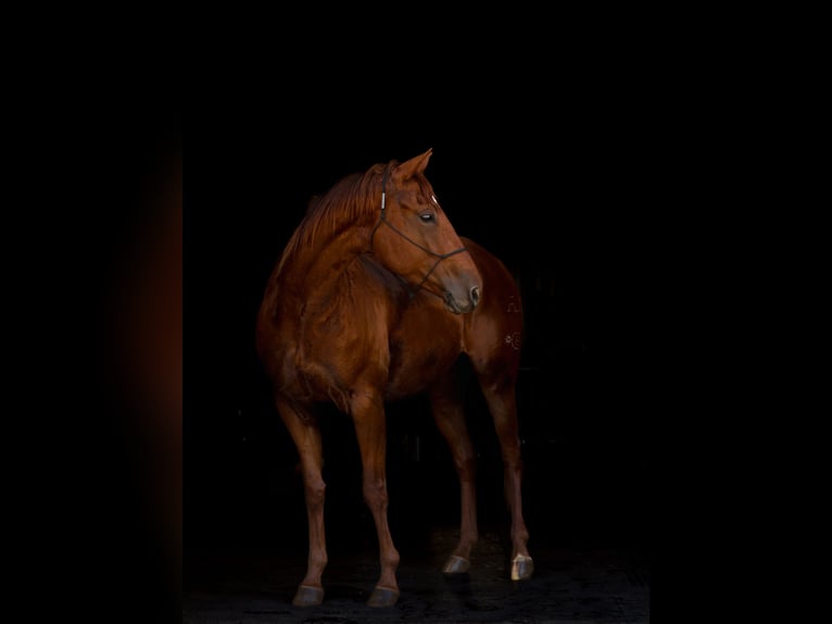 American Quarter Horse Stute 5 Jahre 155 cm Rotfuchs in Lebanon, MO