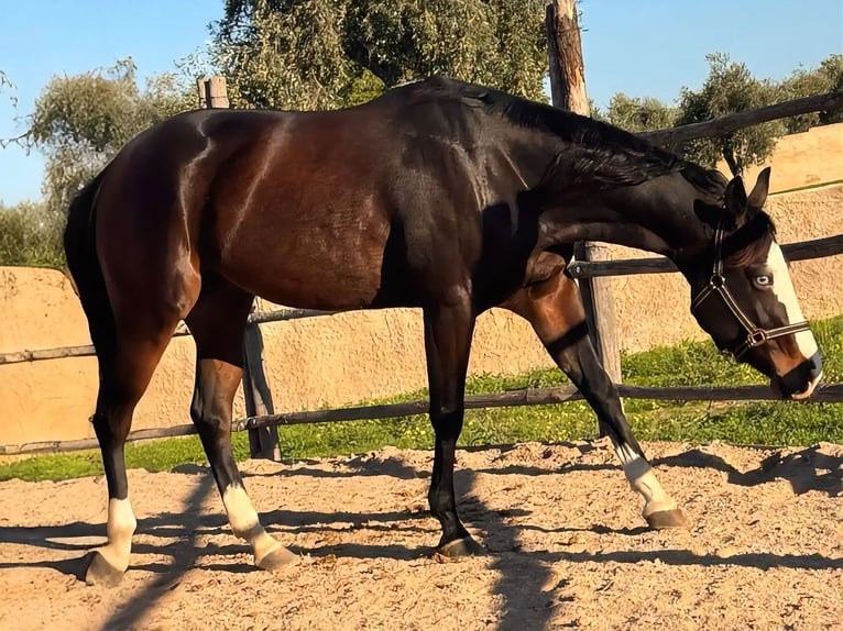 American Quarter Horse Stute 5 Jahre 156 cm Brauner in Materamatera
