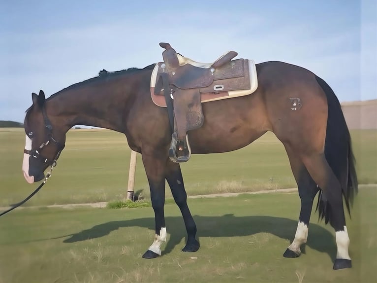 American Quarter Horse Stute 5 Jahre 156 cm Brauner in Materamatera