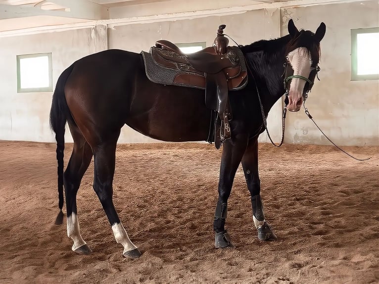 American Quarter Horse Stute 5 Jahre 156 cm Brauner in Materamatera
