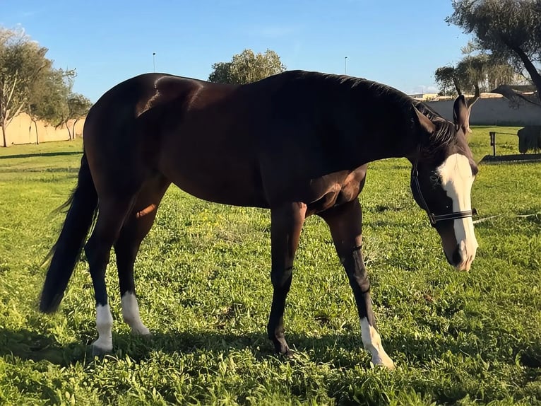 American Quarter Horse Stute 5 Jahre 156 cm Brauner in Materamatera