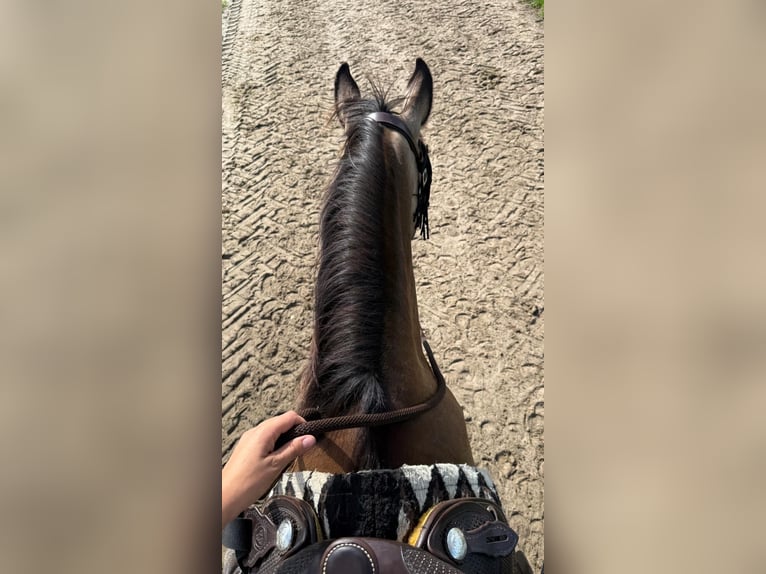 American Quarter Horse Mix Stute 5 Jahre 157 cm Buckskin in Battenberg (Eder)