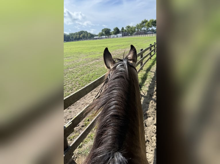 American Quarter Horse Mix Stute 5 Jahre 157 cm Buckskin in Battenberg (Eder)