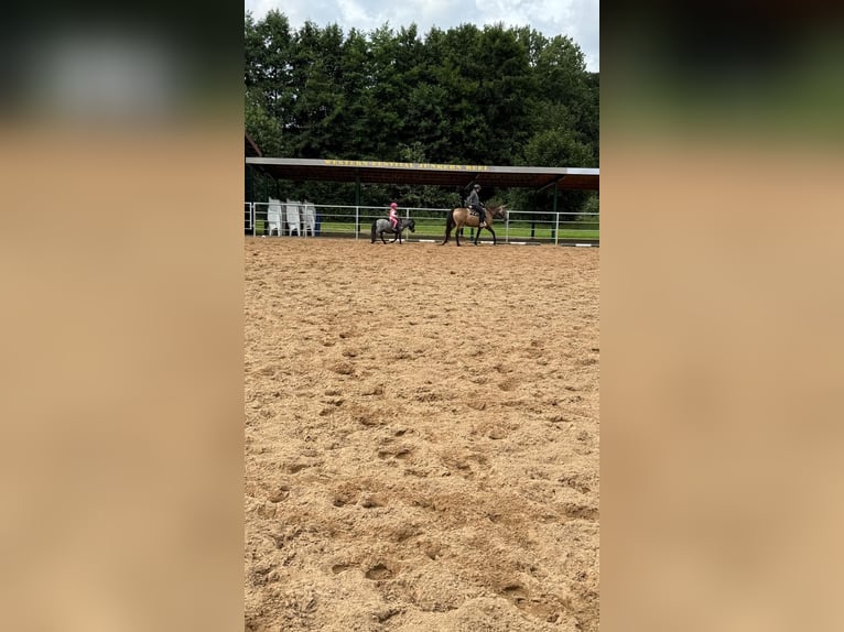 American Quarter Horse Mix Stute 5 Jahre 157 cm Buckskin in Battenberg (Eder)