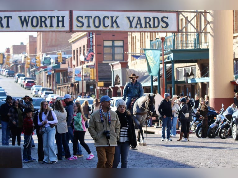 American Quarter Horse Stute 5 Jahre 157 cm Roan-Blue in Stephenville TX