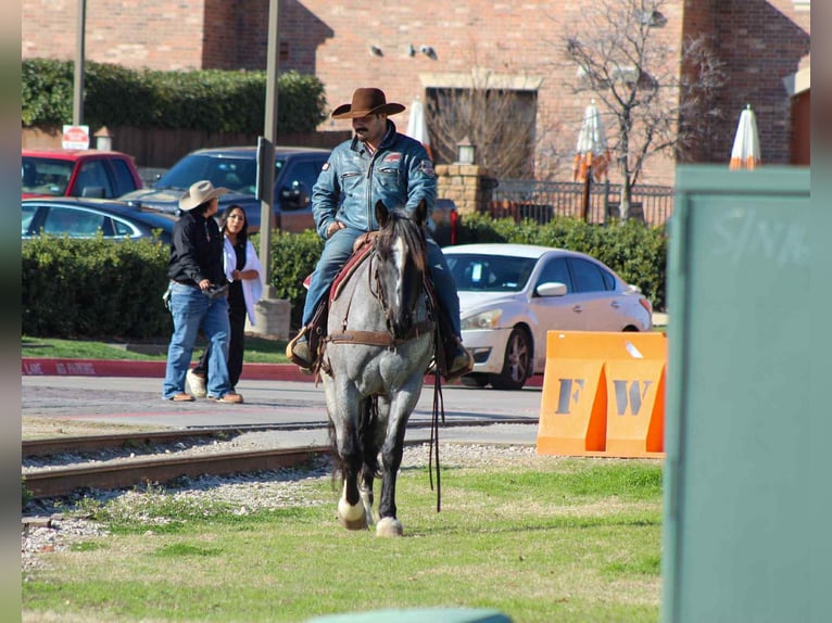 American Quarter Horse Stute 5 Jahre 157 cm Roan-Blue in Stephenville TX
