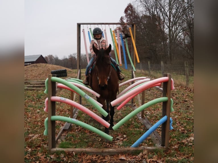 American Quarter Horse Stute 5 Jahre 157 cm Rotbrauner in Howell