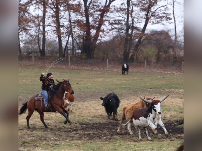 American Quarter Horse Stute 5 Jahre 157 cm Rotbrauner in Howell