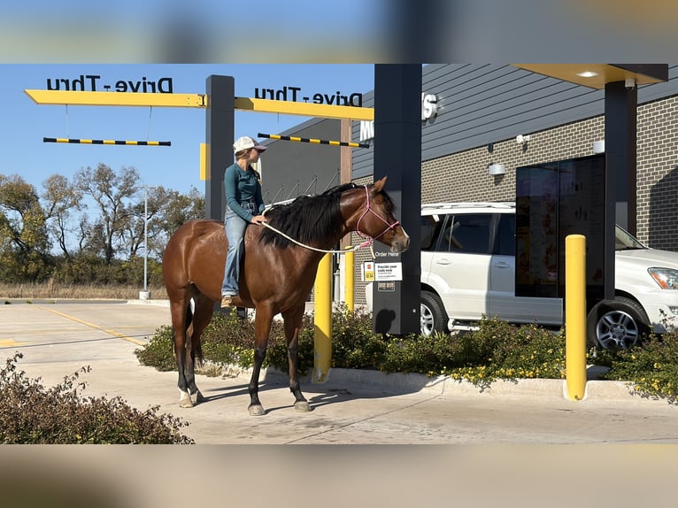 American Quarter Horse Stute 5 Jahre 157 cm Rotbrauner in Cleburne