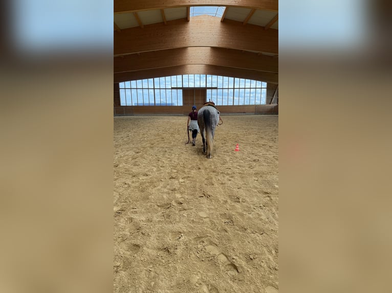 American Quarter Horse Stute 5 Jahre 158 cm Schimmel in Nürtingen