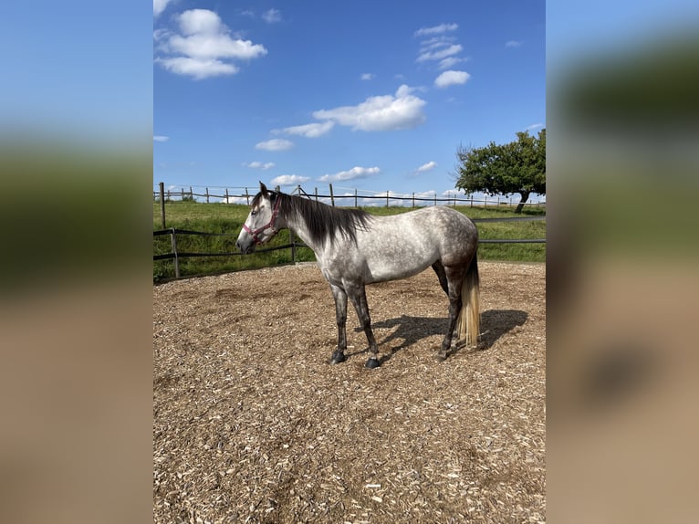 American Quarter Horse Stute 5 Jahre 158 cm Schimmel in Nürtingen