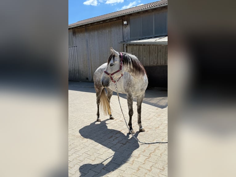 American Quarter Horse Stute 5 Jahre 158 cm Schimmel in Nürtingen