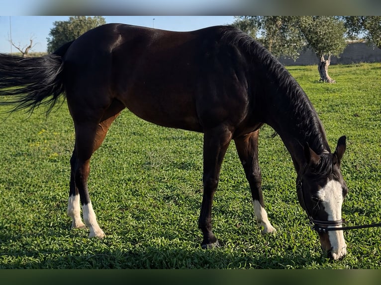 American Quarter Horse Stute 5 Jahre 160 cm Dunkelbrauner in Bari