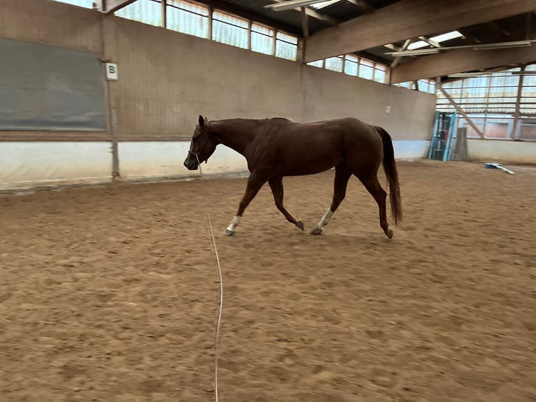 American Quarter Horse Stute 5 Jahre 160 cm Dunkelfuchs in Floh-Seligenthal