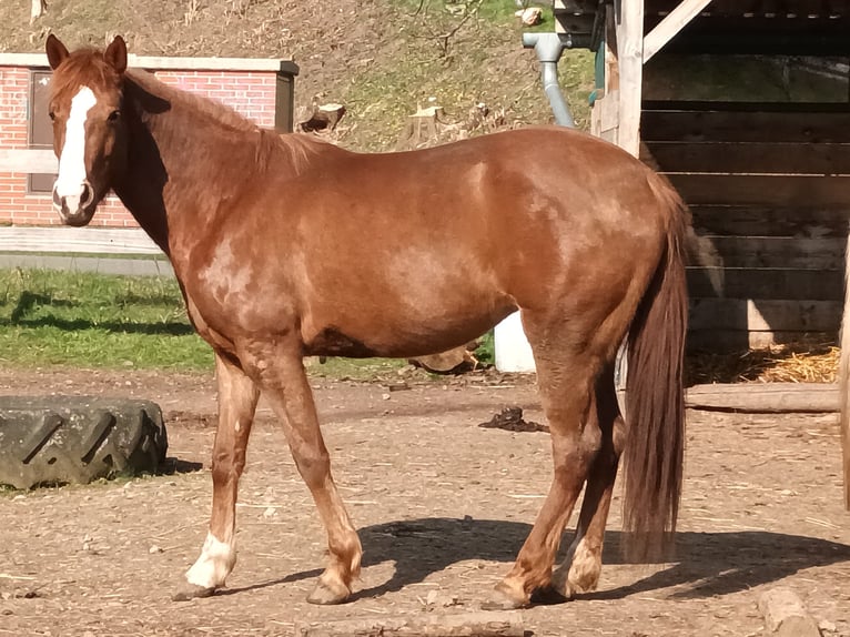 American Quarter Horse Stute 5 Jahre 160 cm Fuchs in Petershagen