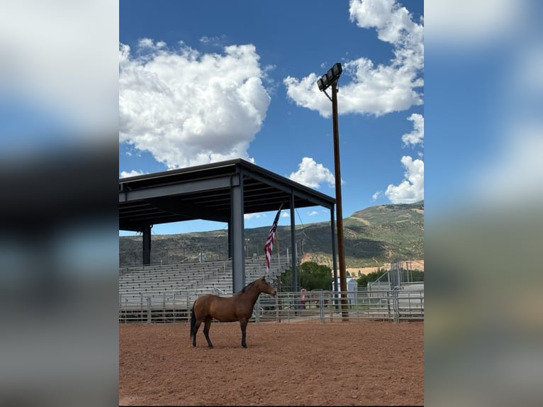 American Quarter Horse Stute 5 Jahre 163 cm Rotbrauner in Tabiona,Utah