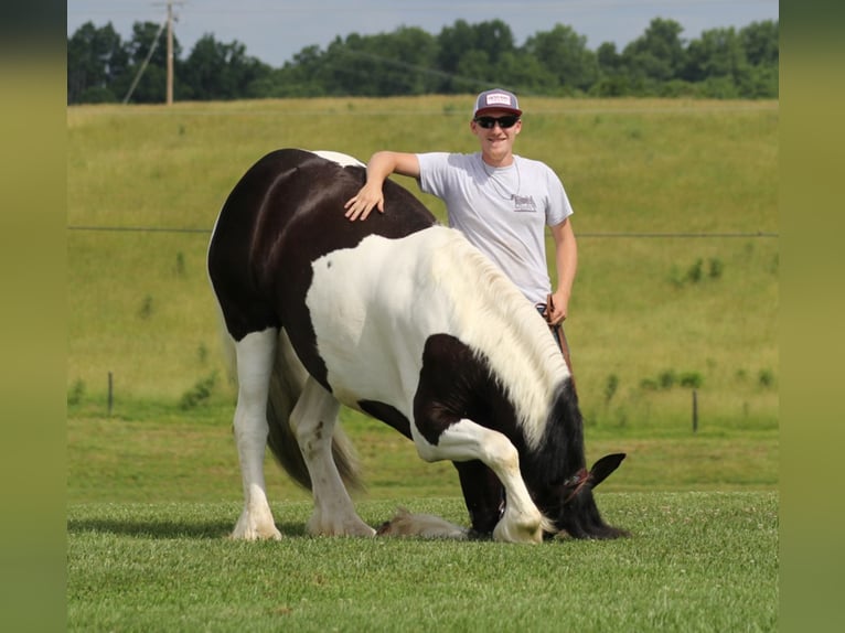 American Quarter Horse Stute 5 Jahre 163 cm Tobiano-alle-Farben in Whitley City, KY