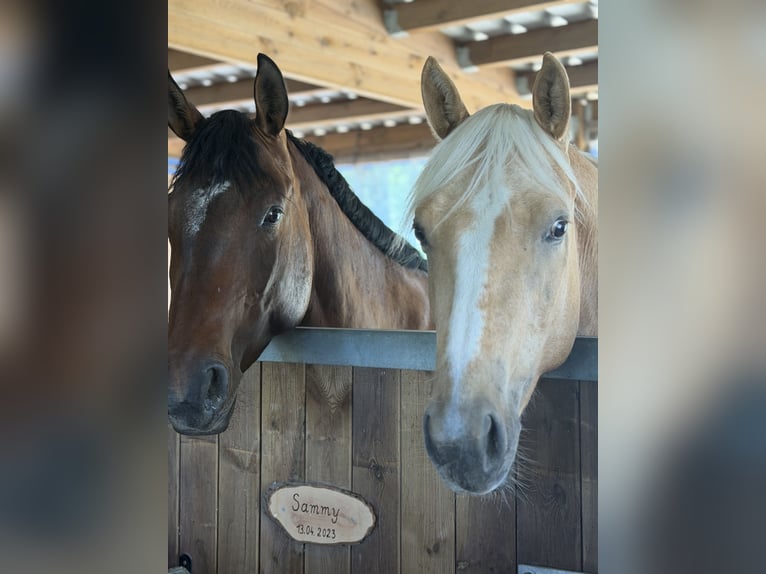 American Quarter Horse Stute 5 Jahre 164 cm Brauner in SchifferstadtSchifferstadt