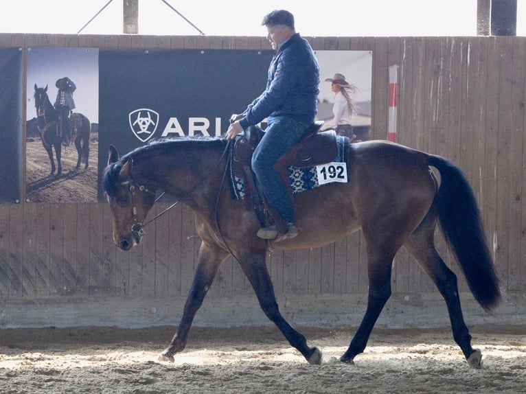 American Quarter Horse Stute 5 Jahre 165 cm Brauner in Steyerberg