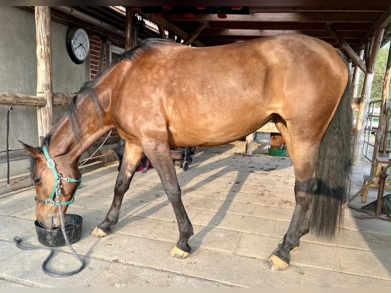American Quarter Horse Stute 5 Jahre 165 cm Brauner in Steyerberg