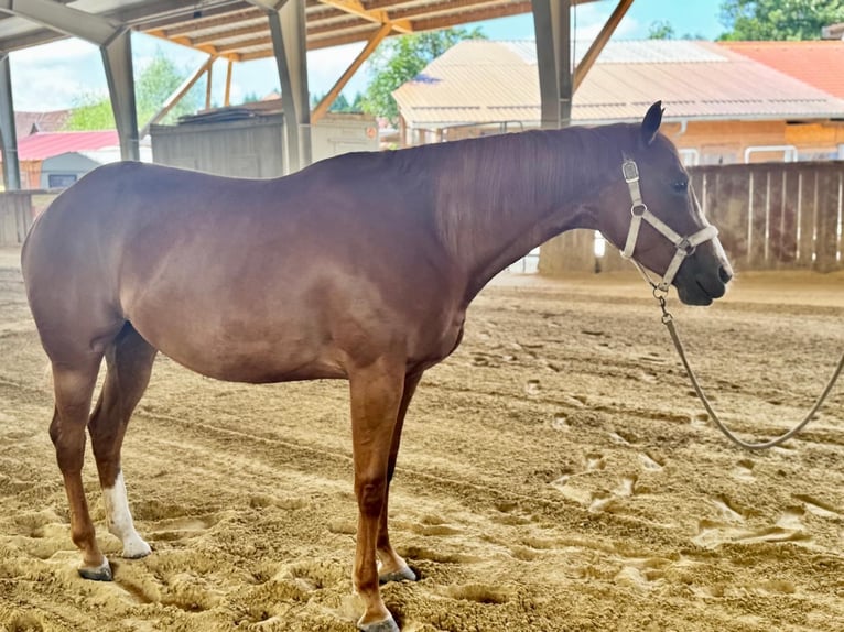 American Quarter Horse Stute 5 Jahre 165 cm Fuchs in Wilhelmsburg