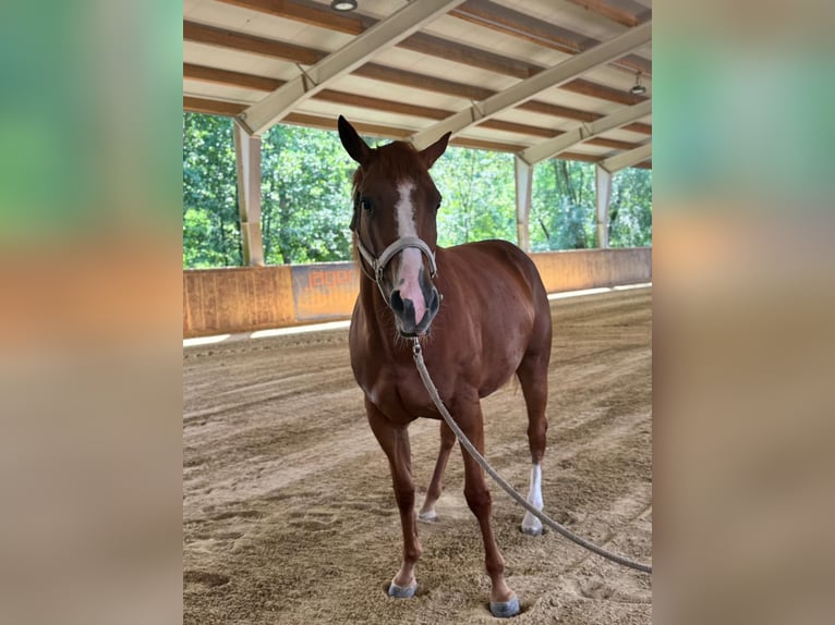 American Quarter Horse Stute 5 Jahre 165 cm Fuchs in Wilhelmsburg