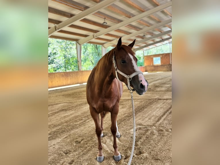 American Quarter Horse Stute 5 Jahre 165 cm Fuchs in Wilhelmsburg