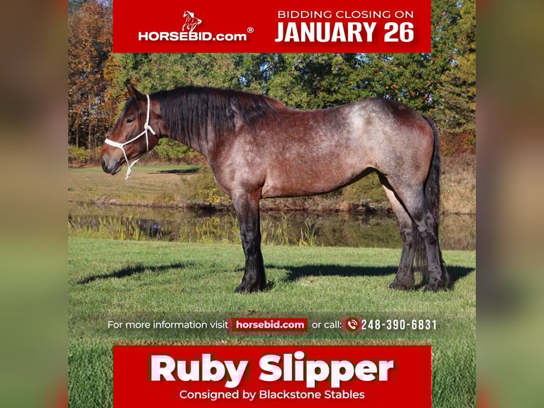American Quarter Horse Mix Stute 5 Jahre 165 cm Roan-Bay in Howell