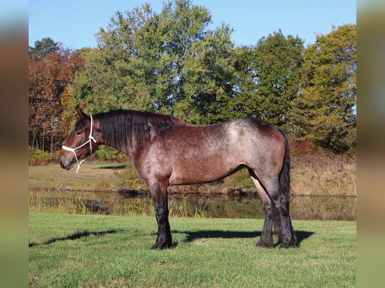 American Quarter Horse Mix Stute 5 Jahre 165 cm Roan-Bay in Howell