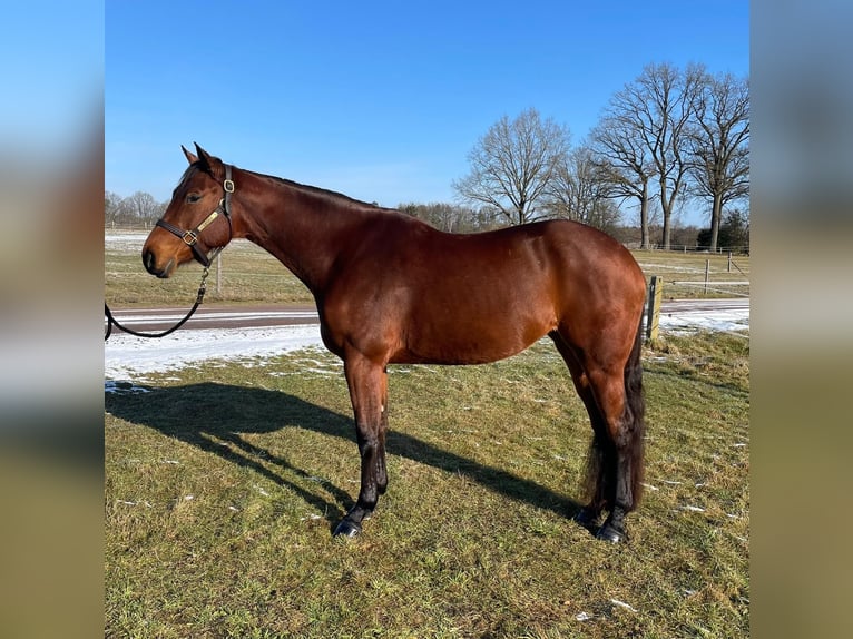 American Quarter Horse Stute 5 Jahre 167 cm Hellbrauner in Habighorst