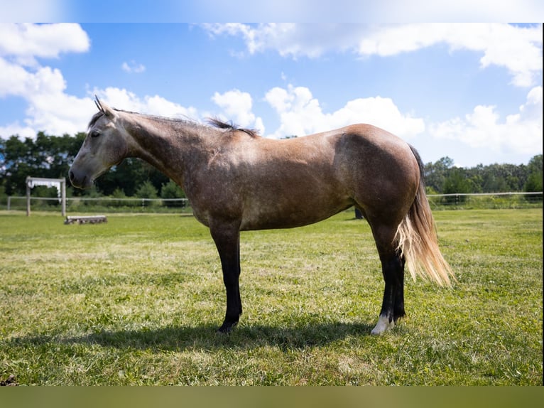 American Quarter Horse Stute 5 Jahre Apfelschimmel in Brooklyn, WI