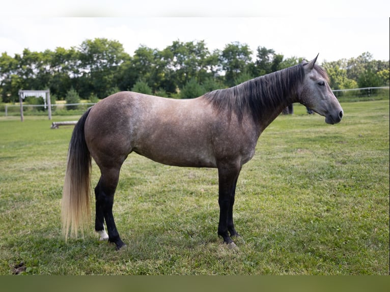 American Quarter Horse Stute 5 Jahre Apfelschimmel in Brooklyn, WI