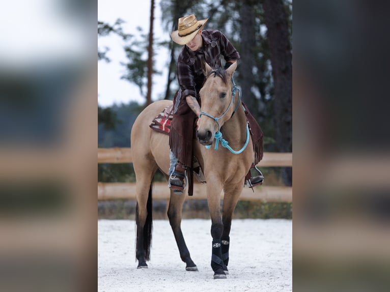 American Quarter Horse Stute 5 Jahre Buckskin in Spreenhagen Markgrafpieske
