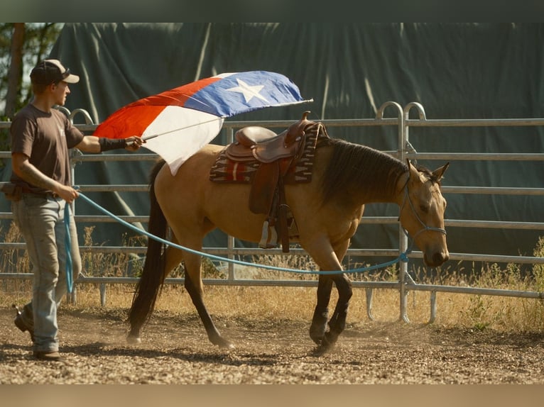 American Quarter Horse Stute 5 Jahre Buckskin in Spreenhagen Markgrafpieske
